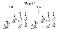 an assignment of contexts to an assignment of rabbit stages to times